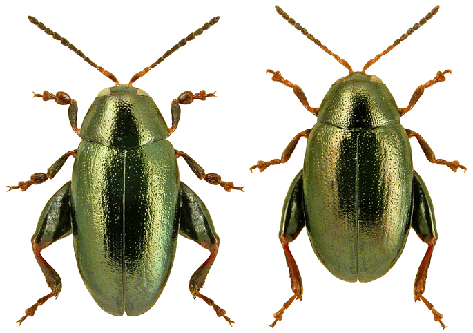 Dibolia timida